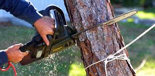 Best Tree Removal Service  in White River Junction, VT