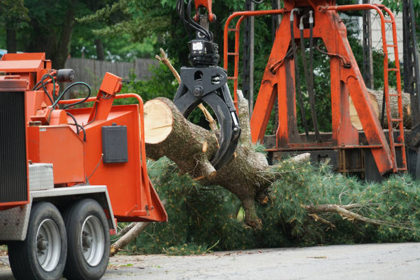 Best Tree Maintenance Programs  in White River Junction, VT